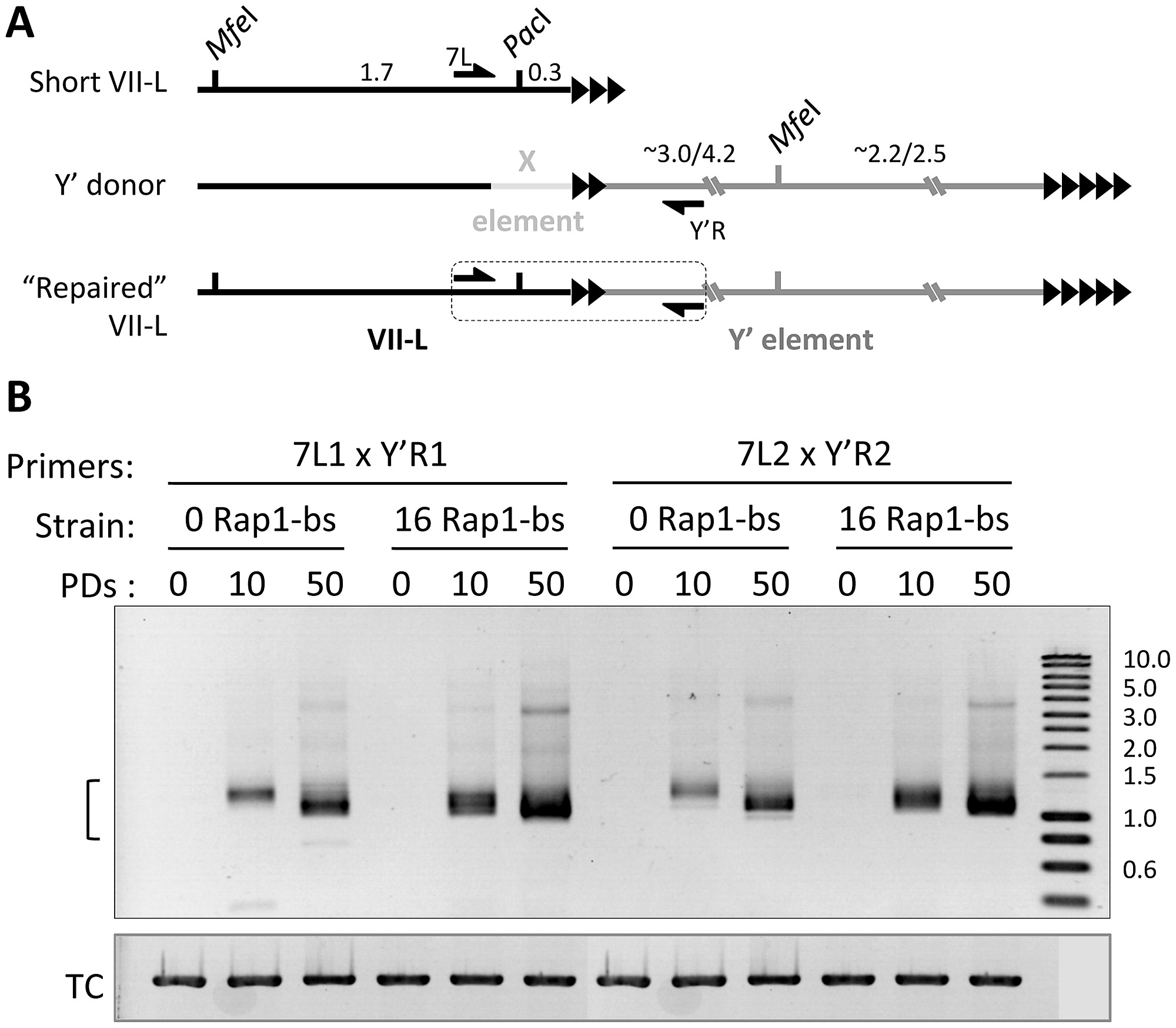 Y Element Translocation On Vii L End Is Readily Detected By Pcr Across The Junction Y Element Translocation On Vii L End Is Readily Detected By Pcr Across The Junction