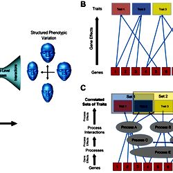 Two complementary depictions of the developmental architecture ...