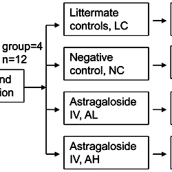 Schematic Diagram Of Experimental Design In Vivo