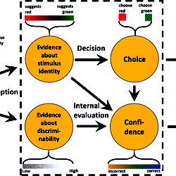 The general model of confidence.