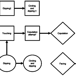 Kinetogram depicting sequence of male (square), female (circle) and ...