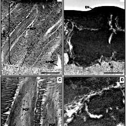 Wheat germ agglutinin (WGA) gold labeling TEM of dorsal elytral cuticle