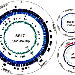 Genome map of SS17.