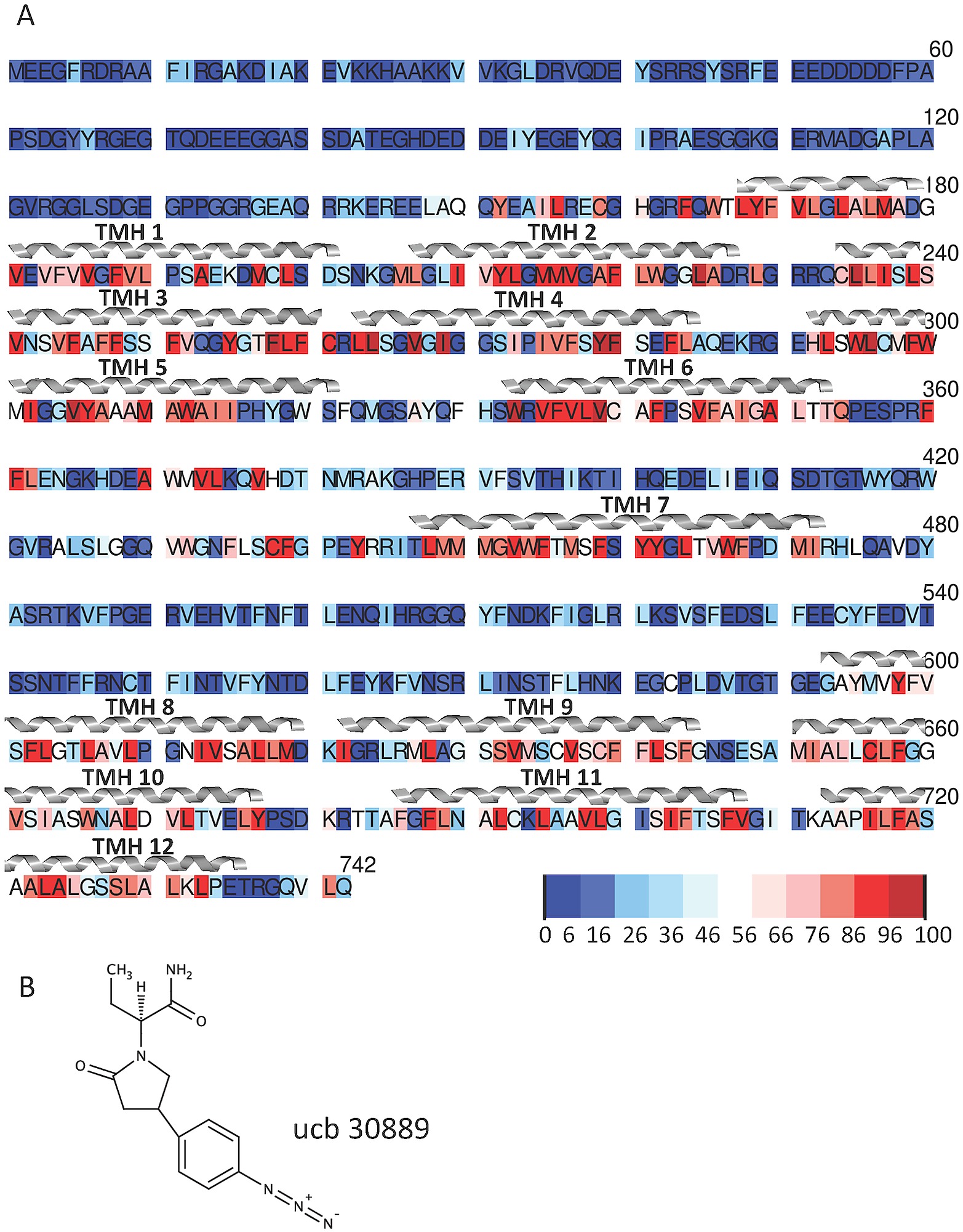 A Conservation Pattern Of Residues M A V I L C Y W And F As Ascertained By An Alignment Of 758 Sequences Form A Blast Search Against Rat Sv2a