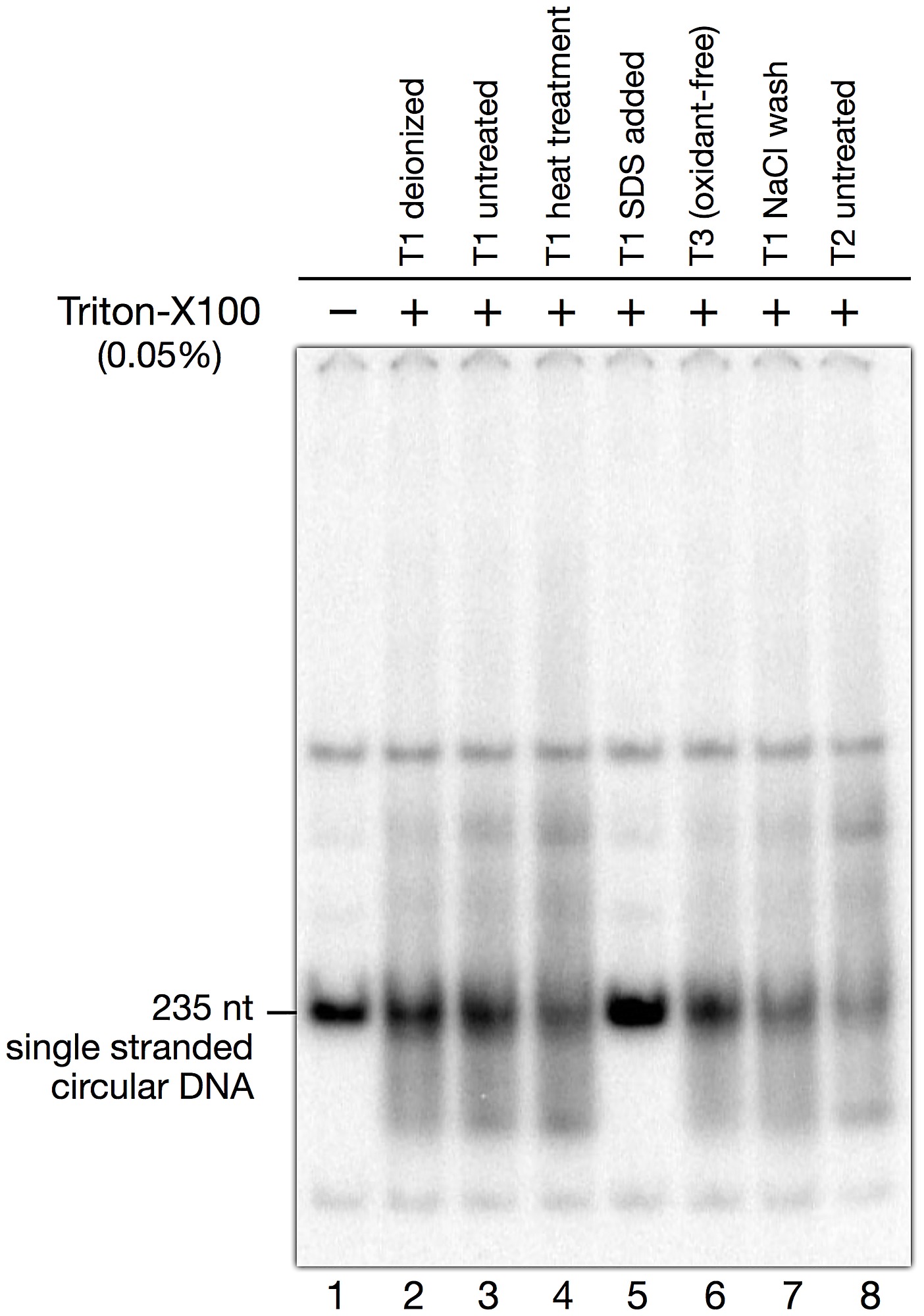 migration of single stranded dna