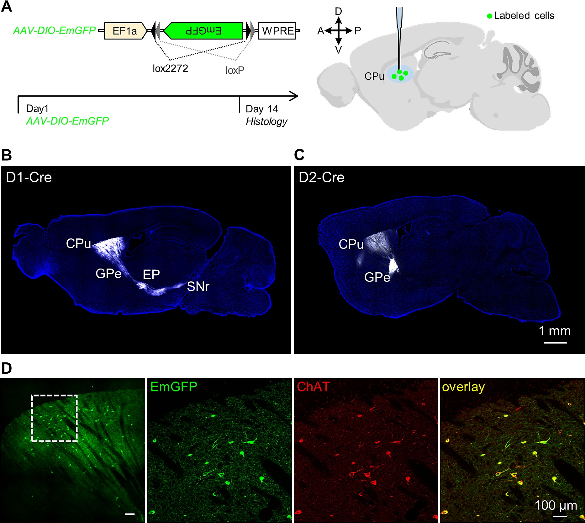 Validation Of Chat Cre D1 Cre And D2 Cre Mouse Lines