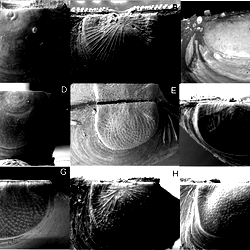 Philobryid prodissoconch morphology.