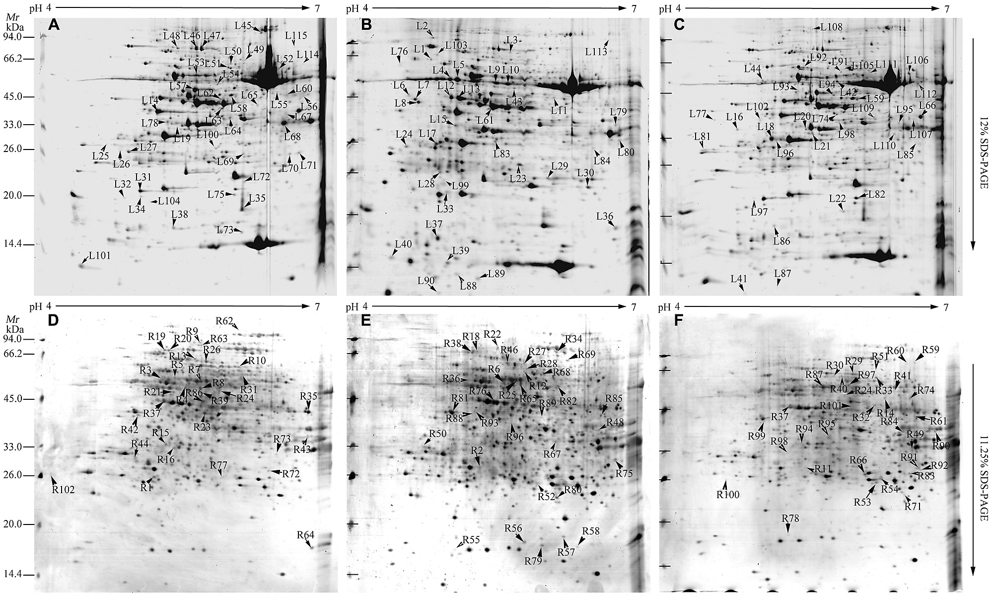 Physiological And Comparative Proteomic Analysis Reveals - 