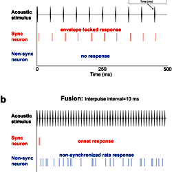 Schematic of synchronized and non-synchronized responses from auditory ...