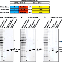 One-step protein purification from S. cerevisiae.