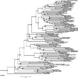 Mcmc Bayesian Inference Bi Phylogeny Of Aflp Data Mcmc Bayesian Inference Bi Phylogeny Of Aflp Data