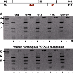 Confirmation of the Ercc2 mutation by restriction digest.