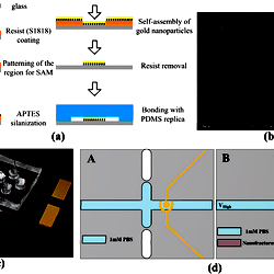 a-schematic-diagram-of-patterned-aptes-silanization-and-gold