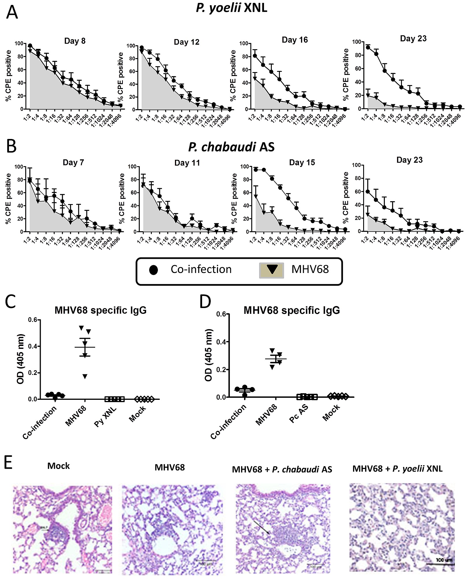 gammaherpesvirus co-infection with malaria suppresses anti