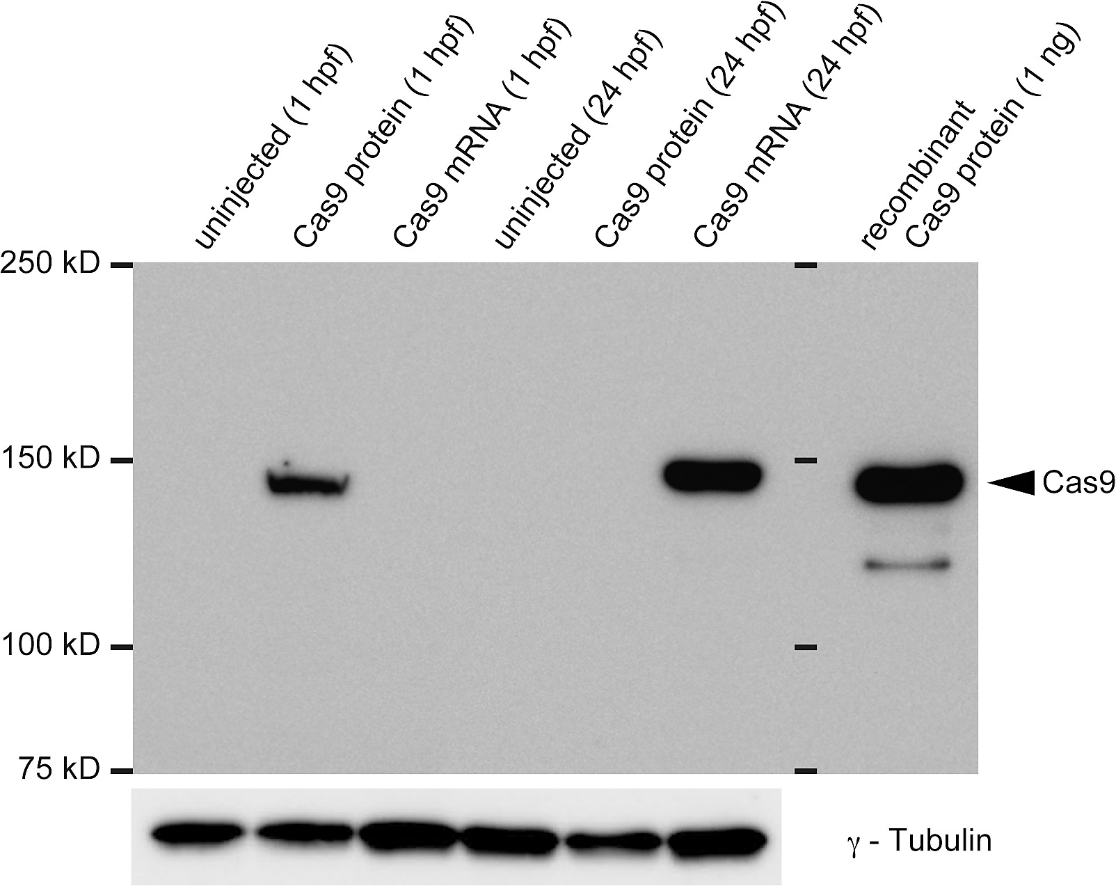 western blotting