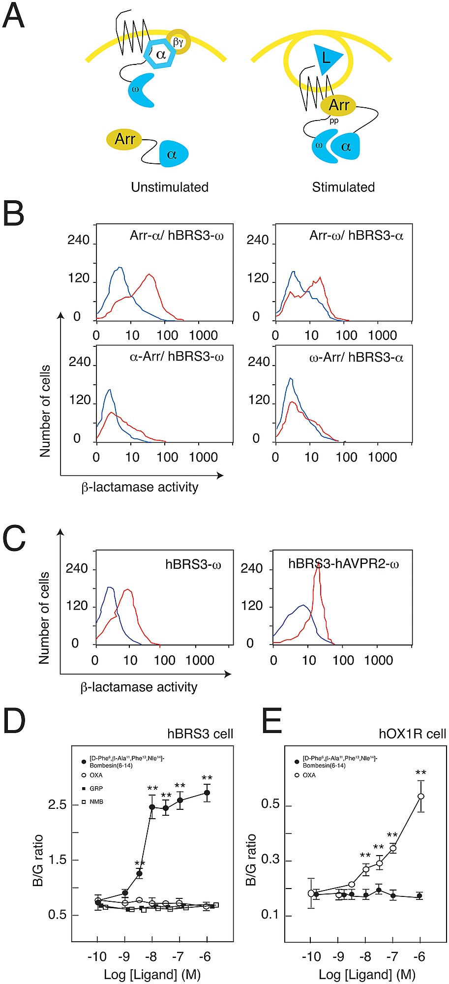 Ss Lactamase Efc Assay To Monitor The Agonist Induced Gpcr Ss Arrestin Interaction