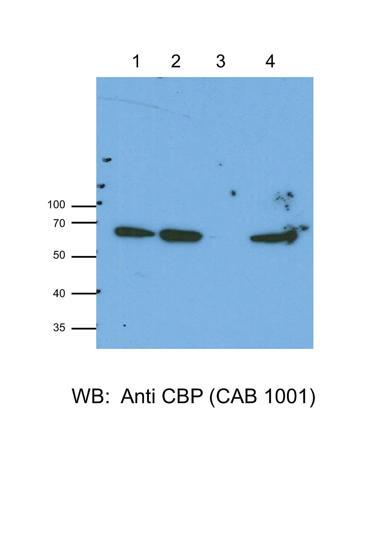 hbr1 activates and represses hyphal growth in ca
