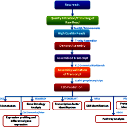 Workflow For Illumina Sequencing De Novo Assembly Annotation And Workflow For Illumina Sequencing De Novo Assembly Annotation And