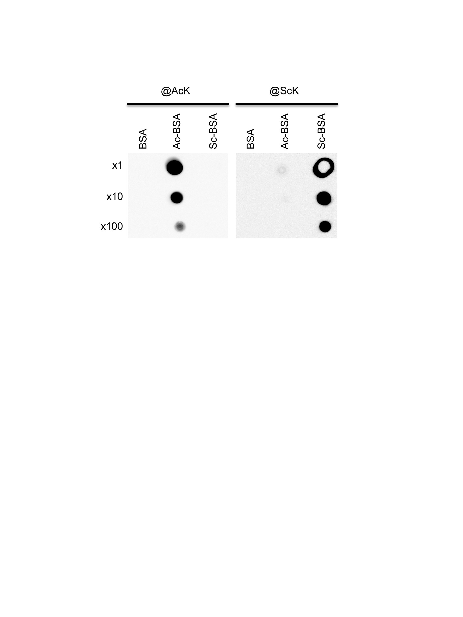 changes in the acetylome and succinylome of bacillus subtilis in