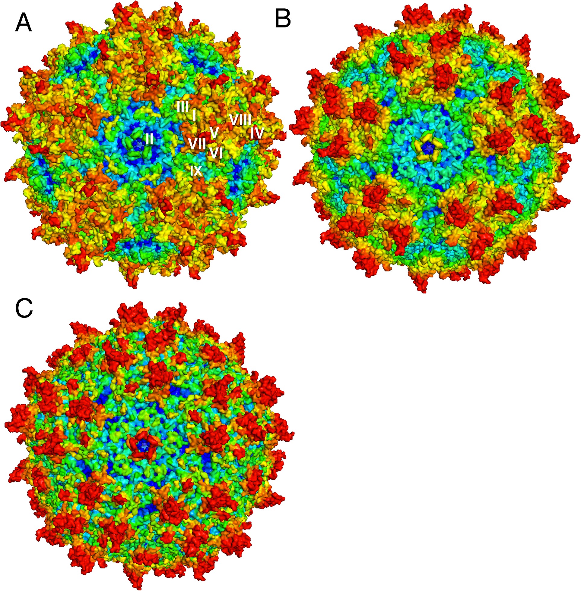 Item - The capsid crystal structure of the AAV serotype 8 (AAV8