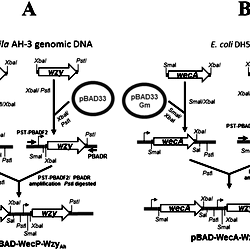 Schematic diagram for plasmids construction.