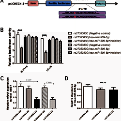 Schematic drawing of the luciferase reporter vectors (psi-CHECK2 ...