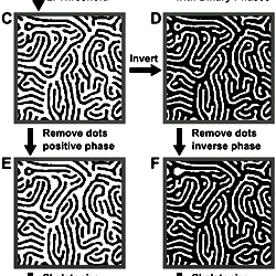 Process for the skeletonization of both positive and negative phases of ...