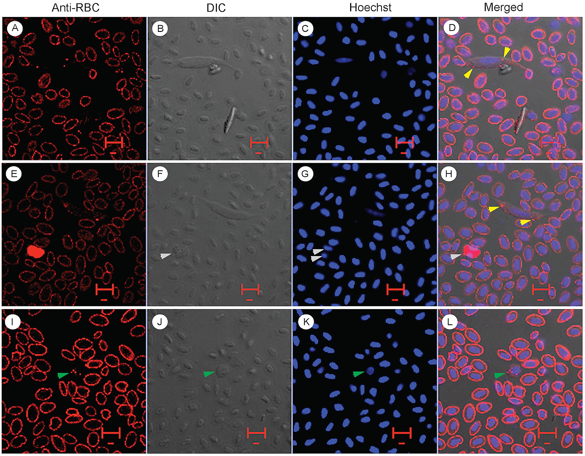 chicken red blood cells