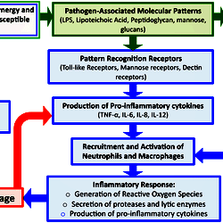An overview schematic of the microbial and host-associated pathologies ...