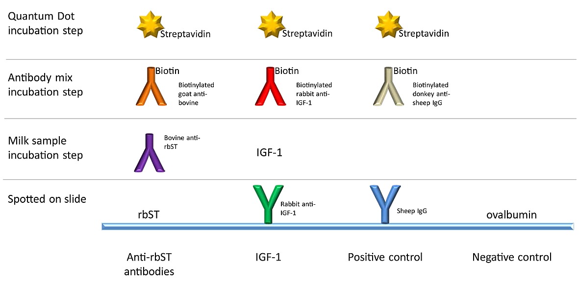 calling biomarkers in milk using a protein microarray on your smartphone protein array
