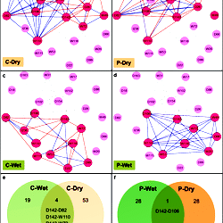 Gene co-expression networks of cassava root development in wet and dry ...