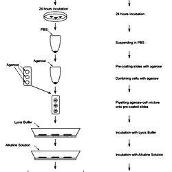 The diagram of steps that were performed during presented research ...