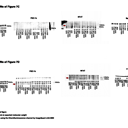 Supplementary file of Fig 7C and 7D.