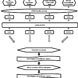 Flow chart of the major steps of the DNA extraction method from the ...