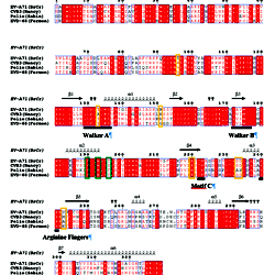 Structure-based multiple sequence alignment of 2C proteins.