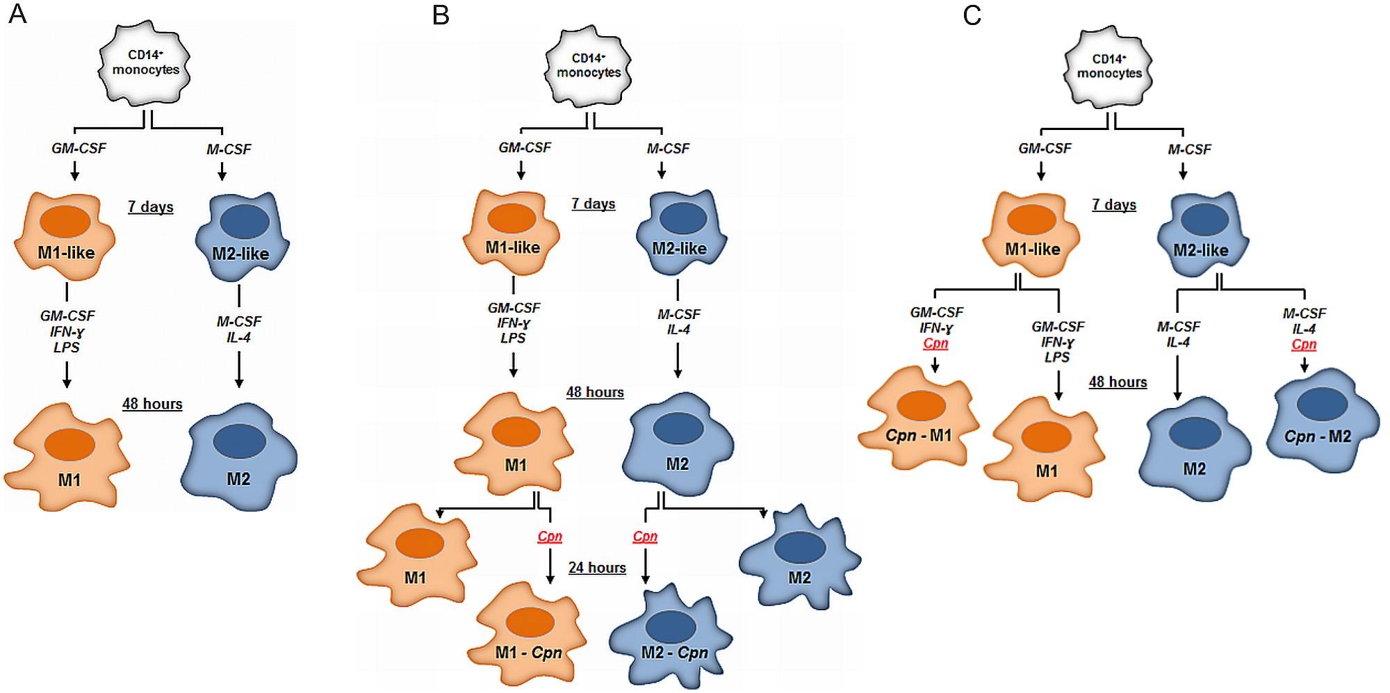 bpc-157 macrophage m1 m2 Item - Polarization. - Public Library of Science M1 and M2 Macrophage Markers