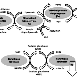 glutathione reductase fad Glutathione Reductase Cycle. Glutathione Peroxidase converts H2O2 to main image 0