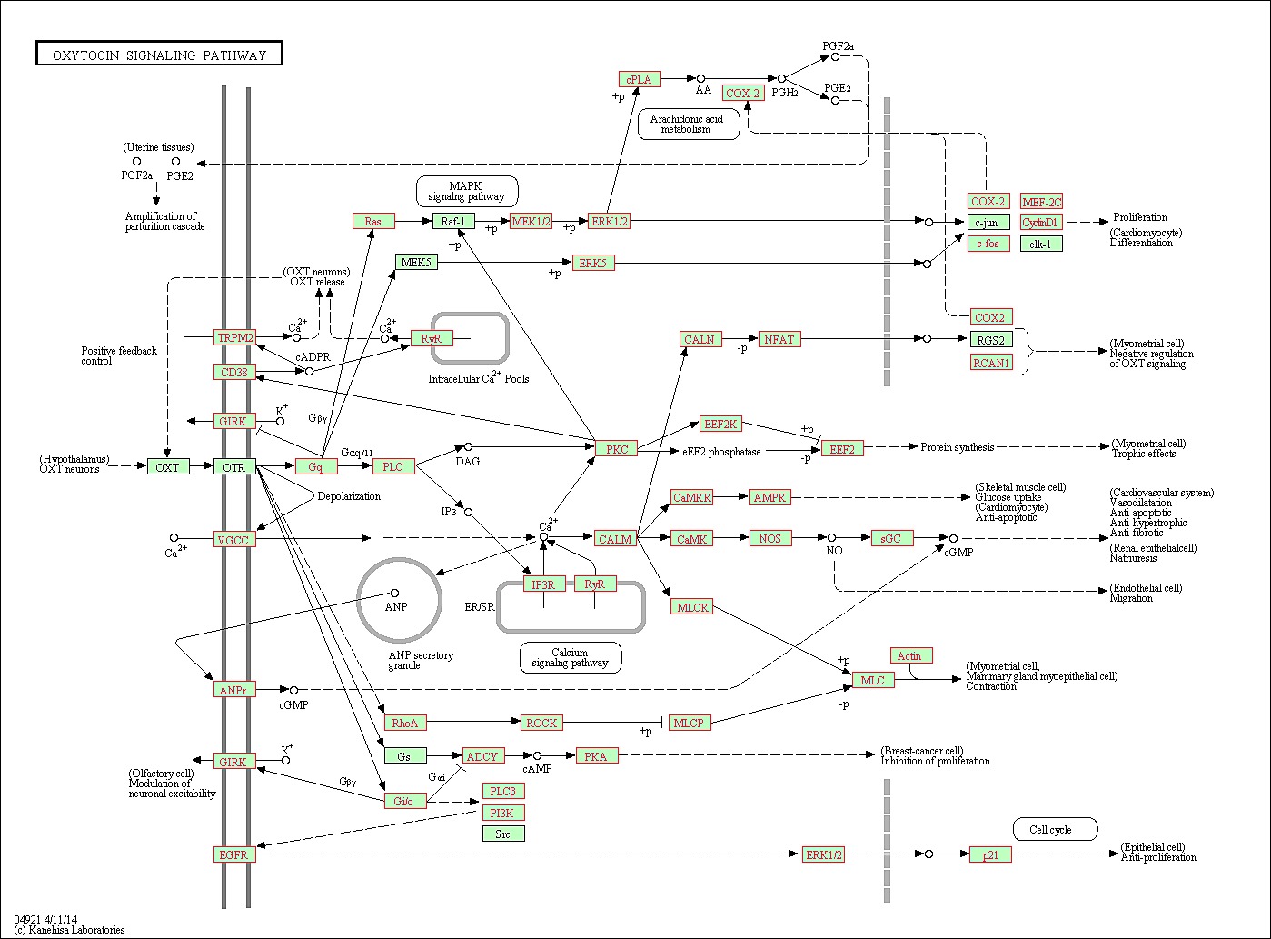 S1 Fig. KEGG Oxytocin Signaling Pathway.
