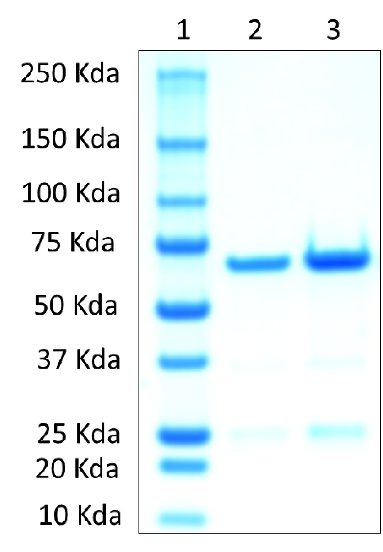 in silico identification and