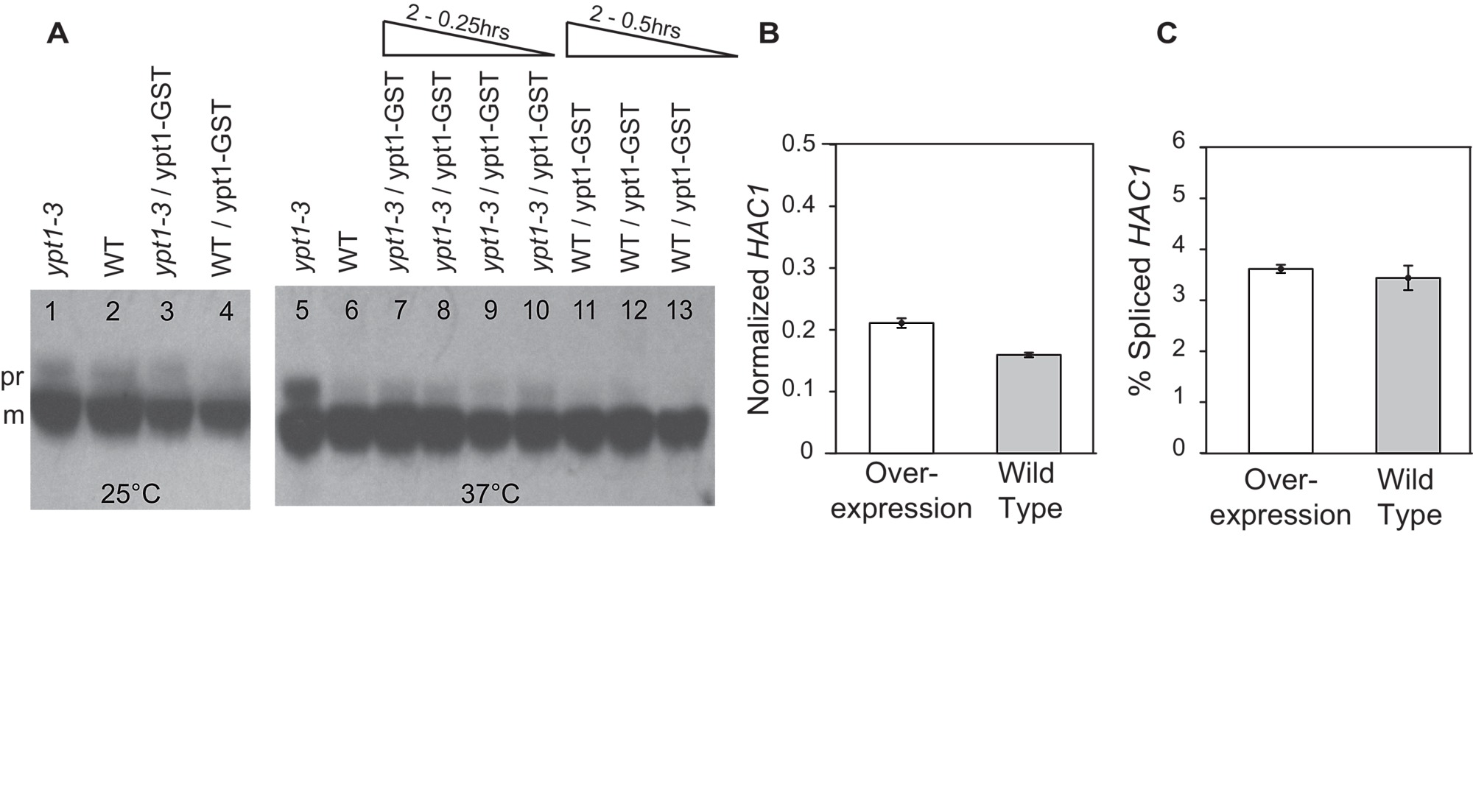 diabetes hac1 mrna diabetes hac1 mrna