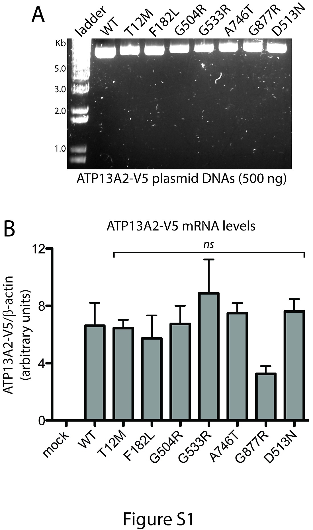 common pathogenic effects of missense mutations in the p-type