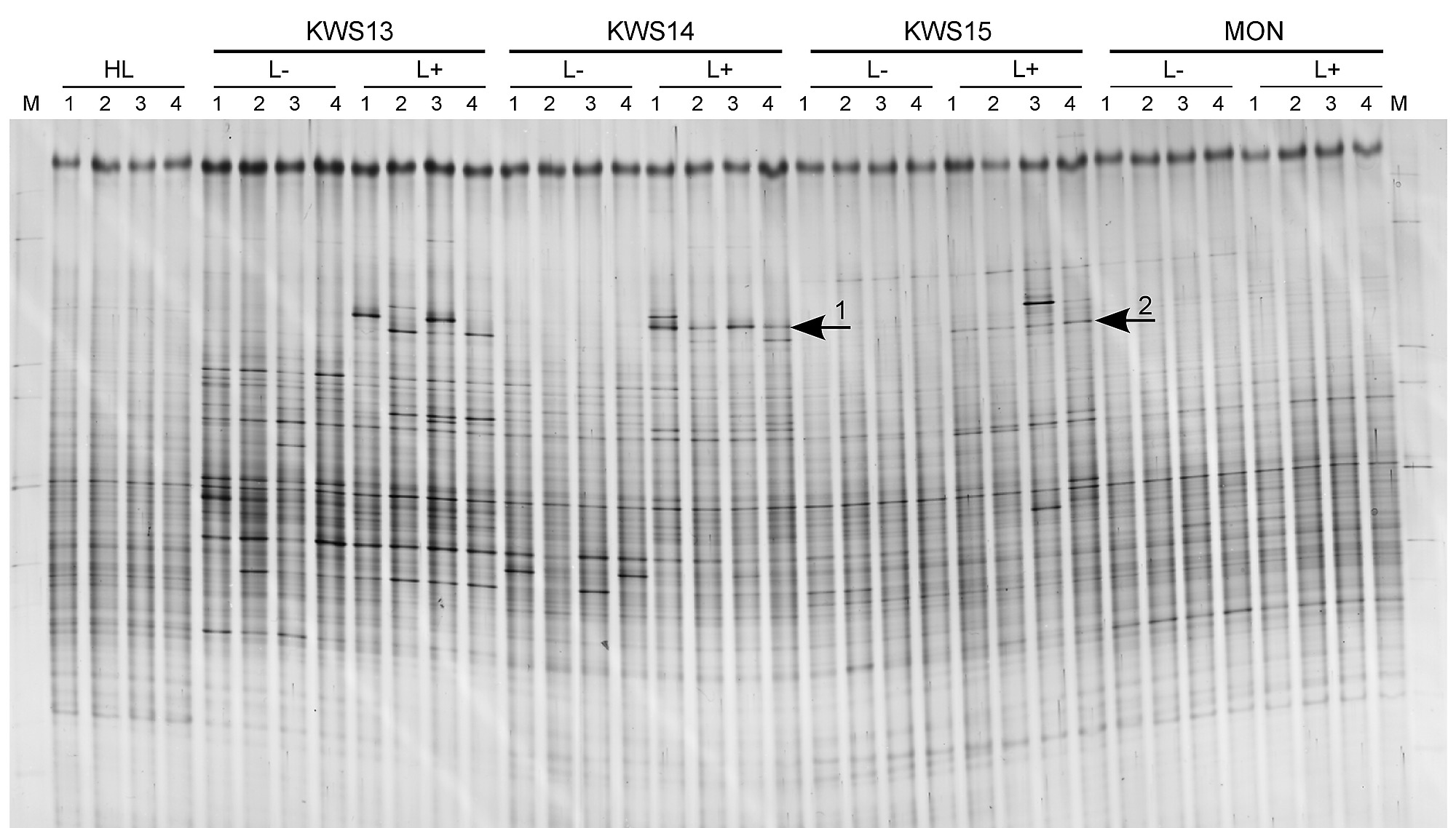 Multitrophic Interaction In The Rhizosphere Of Maize Root - 