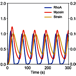 Dynamics in the activator-inhibitor mechanochemical model in response ...