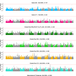Manhattan plots for the GWAS on PavCA Index Score on day 5 in each ...