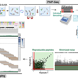 VirScan experiment and data analysis workflow.