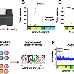 Natural evolution and deep mutational scanning (DMS) enrich for similar ...