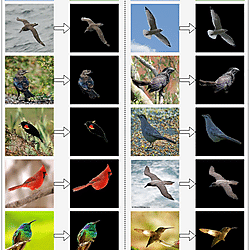 Item - Images with and without background from CUB dataset. - Public ...