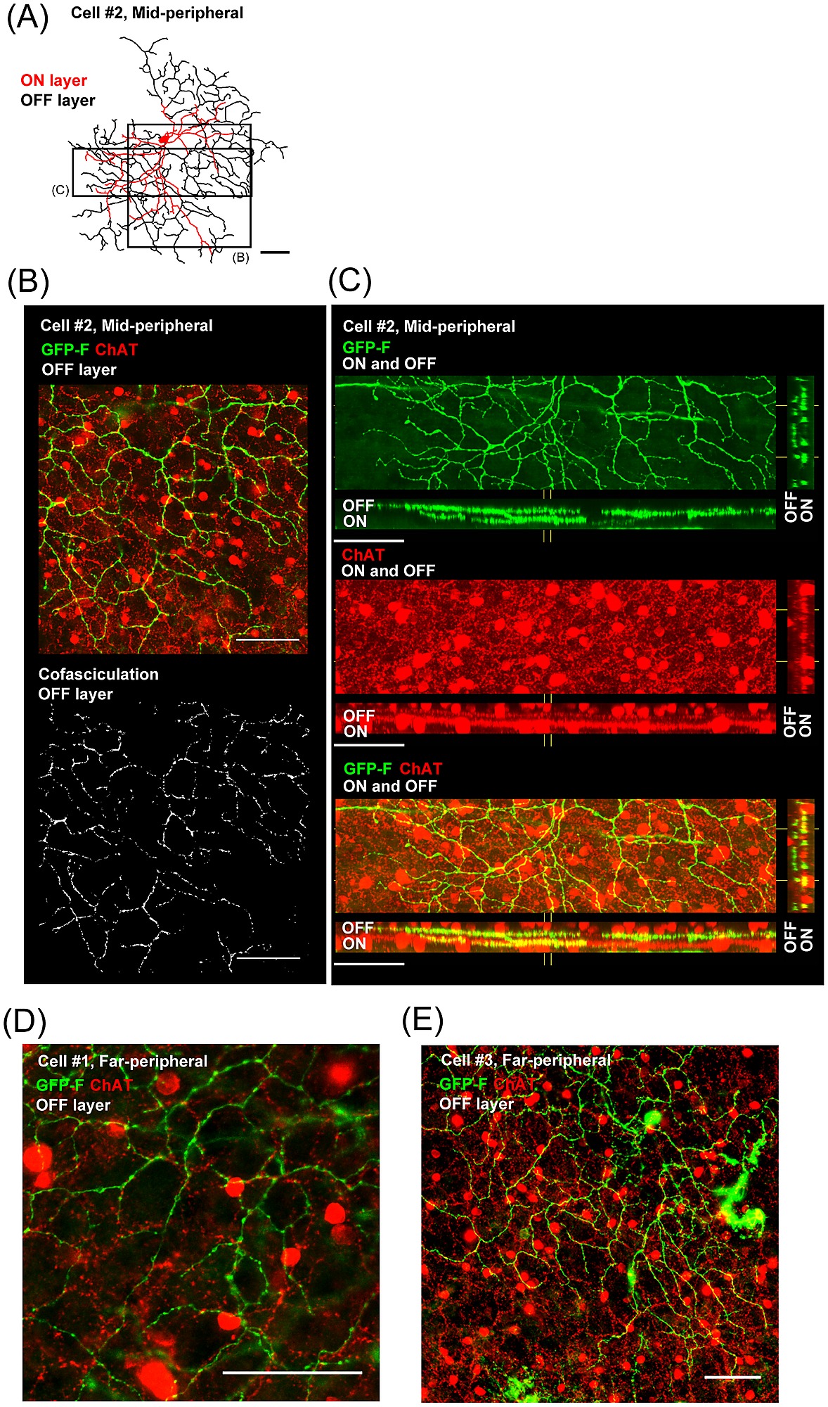 Cofasciculation And Costratification Of Dendrites Of The Candidate For Dsgc With Chat Positive Starburst Dendrites Cofasciculation And Costratification Of Dendrites Of The Candidate For Dsgc With Chat Positive Starburst Dendrites