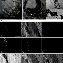 Elemental mapping of the gut of Ottoia prolifica