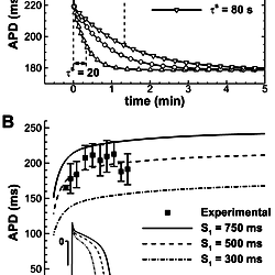 Electrophysiological properties of the human AP model.